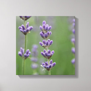 Dainty Lavender Leinwanddruck
