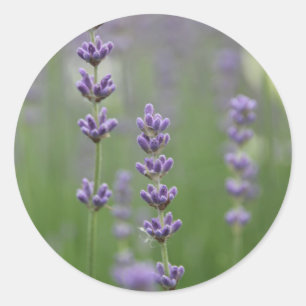 Dainty Lavender Runder Aufkleber
