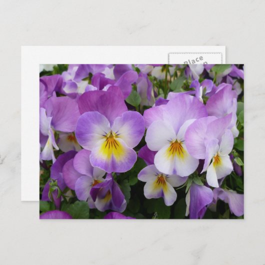 Dainty Violas Postkarte (Vorne/Hinten)