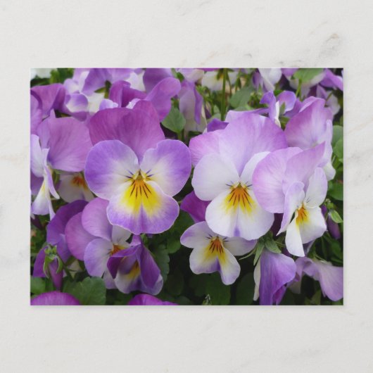 Dainty Violas Postkarte (Vorderseite)