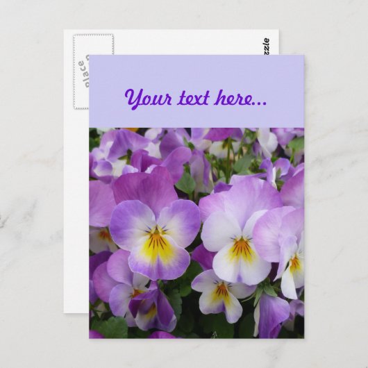 Dainty Violas Postkarte (Vorne/Hinten)