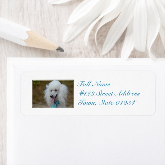 Dainty White Poodle (Insitu)