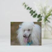 Dainty White Poodle Postkarte (Stehend Vorderseite)