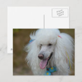 Dainty White Poodle Postkarte (Vorne/Hinten)