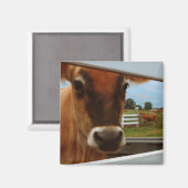 Dairy Cow Magnet (Vorderseite/Rückseite)
