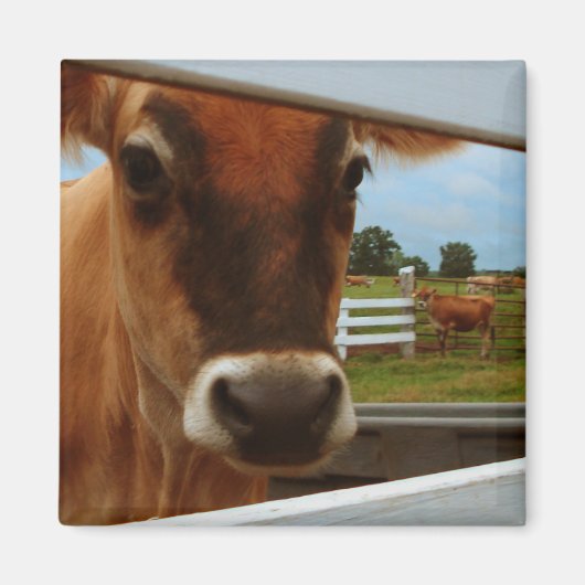 Dairy Cow Magnet (Vorne)