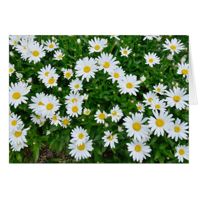 Daisies (Vorderseite (Horizontal))