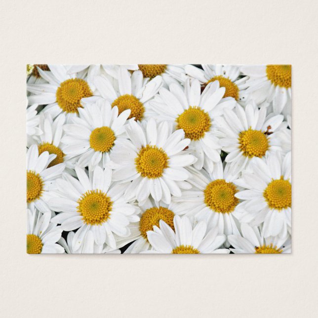 Daisies (Vorderseite)