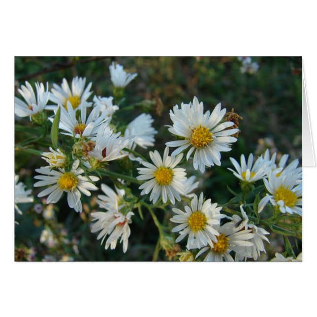 Daisies (Vorderseite (Horizontal))