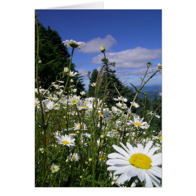 Daisies 01 (Vorne)