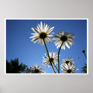 Daisies Daisy Fotografy art Blue Sky Poster