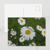 Daisies & Damselfly DIY Postkarte (Vorne/Hinten)