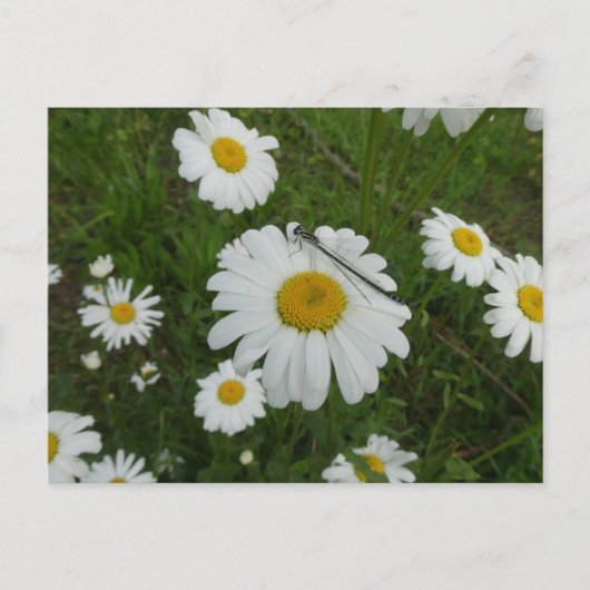 Daisies & Damselfly DIY Postkarte (Vorderseite)