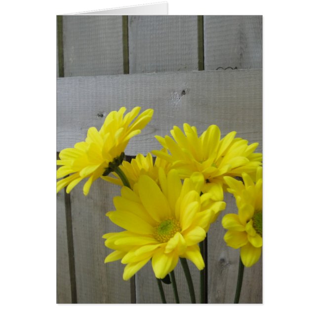 Daisies entlang des Zaun (Vorne)