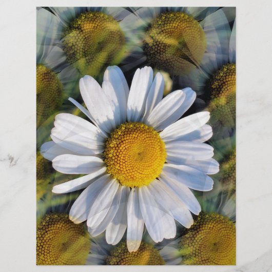 DAISIES FLYER (Vorne)