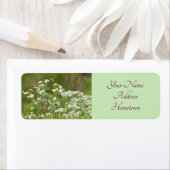 Daisies Foto (Insitu)