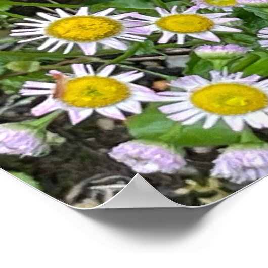 Daisies Foto Poster (Ecke)