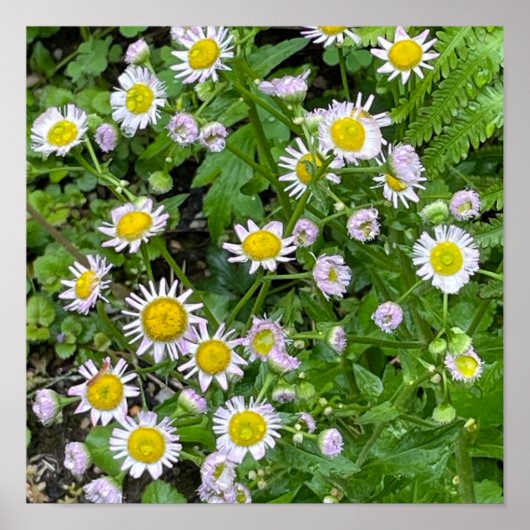 Daisies Foto Poster (Vorne)