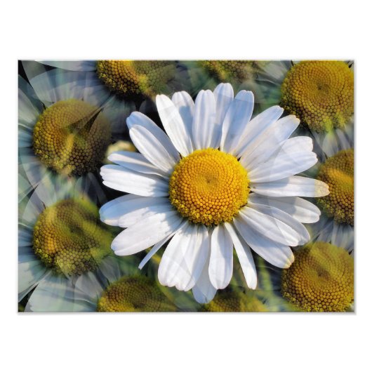 DAISIES FOTODRUCK (Vorne)
