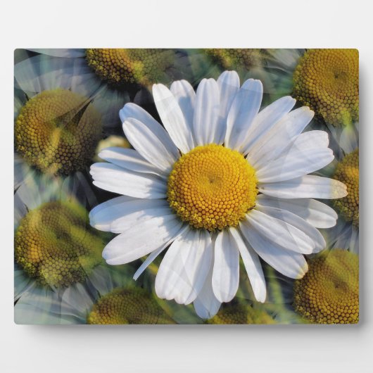 DAISIES FOTOPLATTE (Vorderseite)