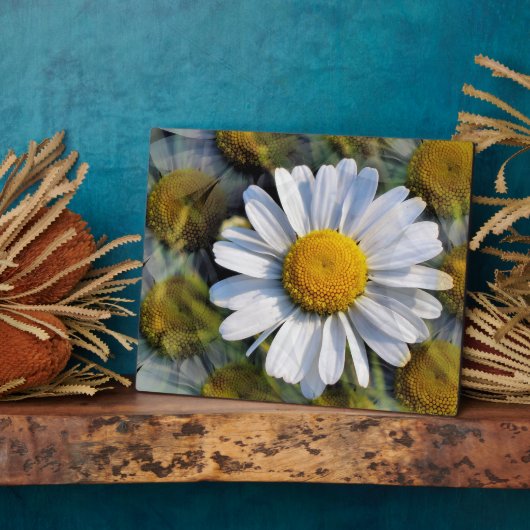 DAISIES FOTOPLATTE (Seite)