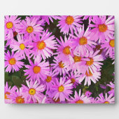 DAISIES FOTOPLATTE (Vorderseite)