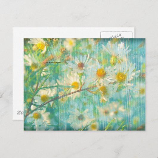 Daisies Grunge Postkarte (Vorne/Hinten)