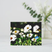 Daisies in der Wiesenmalerei Postkarte (Stehend Vorderseite)