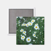 Daisies Magnet (Vorderseite/Rückseite)