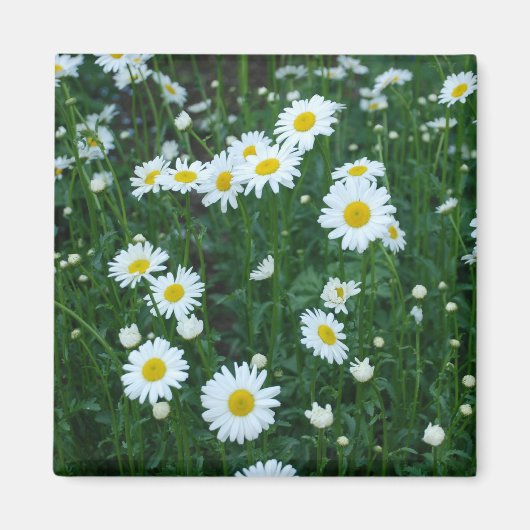 Daisies Magnet (Vorne)
