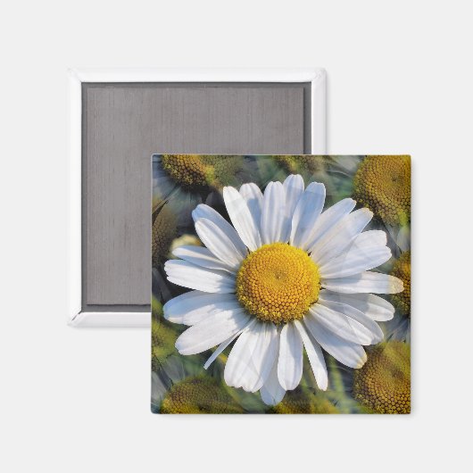 DAISIES MAGNET (Vorderseite/Rückseite)