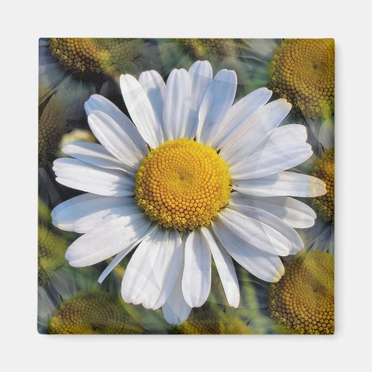 DAISIES MAGNET (Vorne)