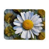 DAISIES MAGNET (Horizontal)