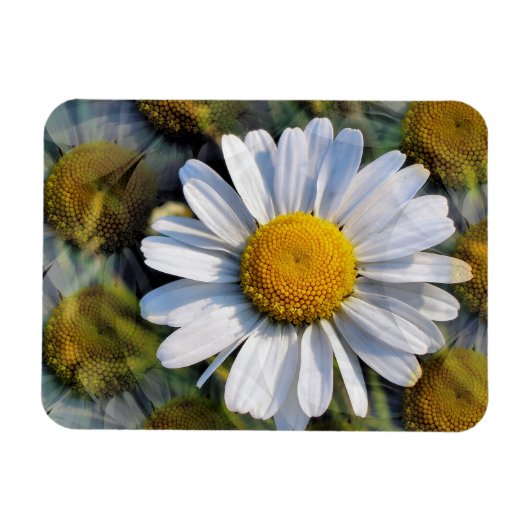 DAISIES MAGNET (Horizontal)
