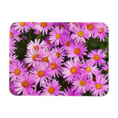 DAISIES MAGNET (Horizontal)