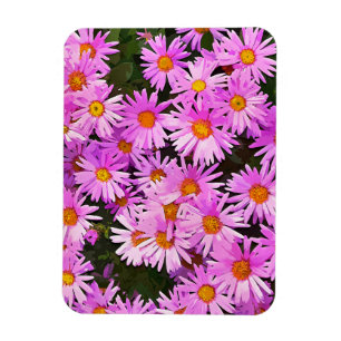 DAISIES MAGNET