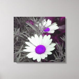 Daisies mit Lila, geflochtenen Canvas-Druck Leinwanddruck