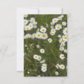 Daisies Mitteilungskarte (Vorderseite)