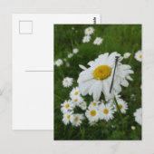 Daisies Nah up & Damselfly DIY Postkarte (Vorne/Hinten)