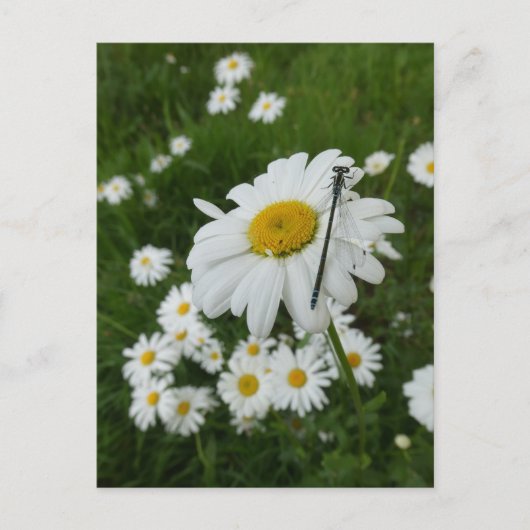 Daisies Nah up & Damselfly DIY Postkarte (Vorderseite)