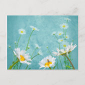 Daisies on a blue background postkarte (Vorderseite)