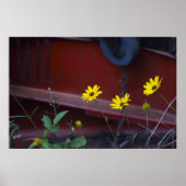 Daisies-on-Red Poster (Vorne)