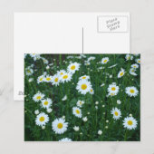 Daisies Postcard Postkarte (Vorne/Hinten)