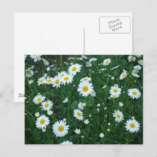 Daisies Postcard Postkarte (Vorne/Hinten)