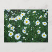 Daisies Postcard Postkarte (Vorderseite)