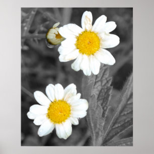Daisies Poster