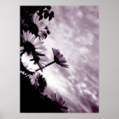 Daisies Poster (Vorne)