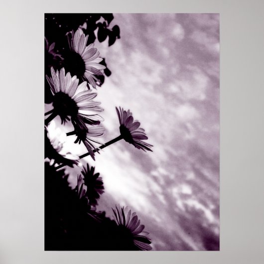 Daisies Poster (Vorne)