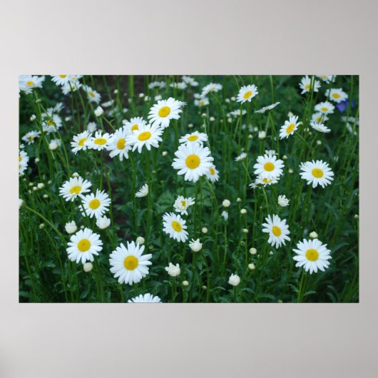 Daisies Poster (Vorne)