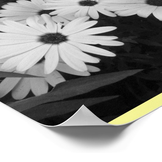 Daisies Poster (Ecke)